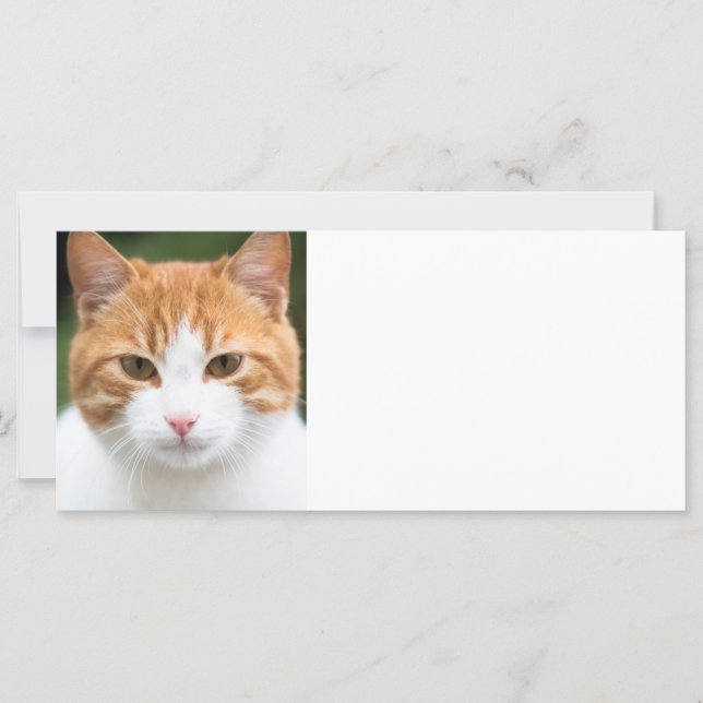 Schöne rote Katze (Vorderseite)