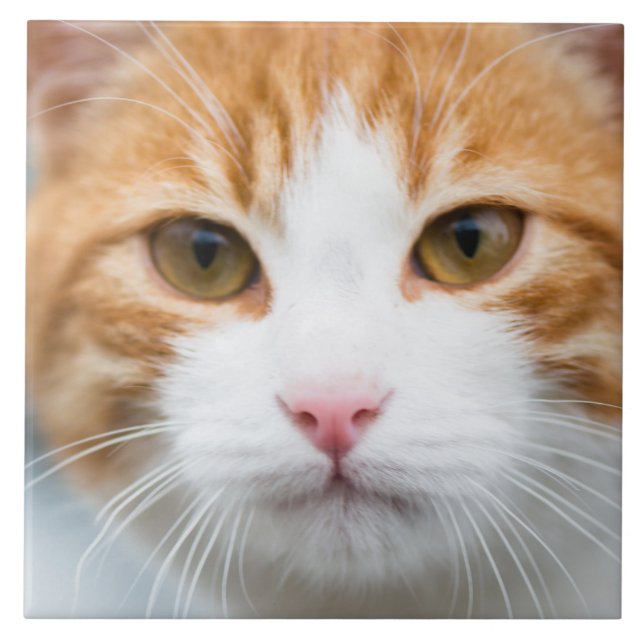 Schöne rote Katze Fliese (Vorderseite)