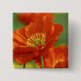 Schöne rote Poppy Button