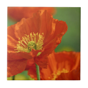 Schöne rote Poppy Fliese