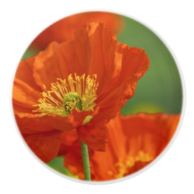 Schöne rote Poppy Keramikknauf (Vorderseite)