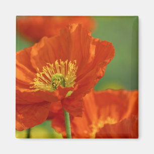 Schöne rote Poppy Magnet