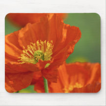Schöne rote Poppy