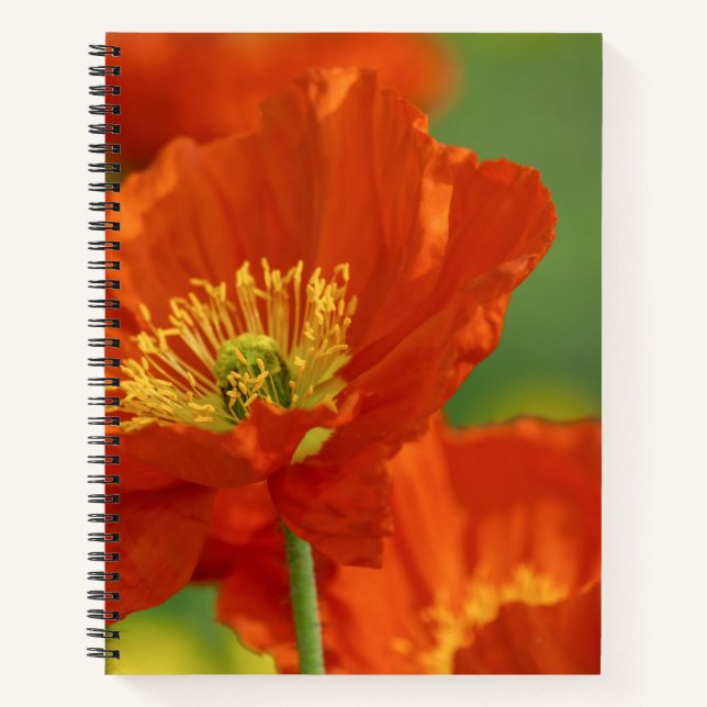 Schöne rote Poppy Notizbuch (Vorderseite)