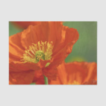 Schöne rote Poppy