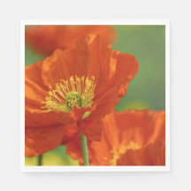 Schöne rote Poppy
