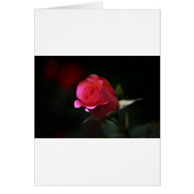 Schöne Rote Rose (Vorne)
