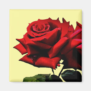 Schöne Rote Rose Blossom Blume Geburtstag Magnet