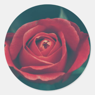 Schöne Rote Rose Blume Gastgeschenk Hochzeit Aufkl Runder Aufkleber