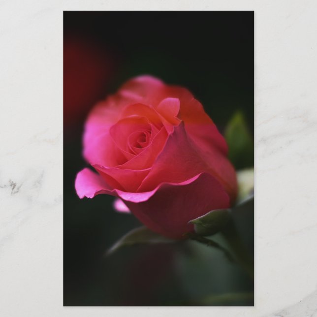 Schöne Rote Rose Briefpapier (Vorderseite)
