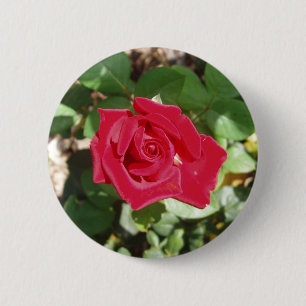 Schöne Rote Rose Button
