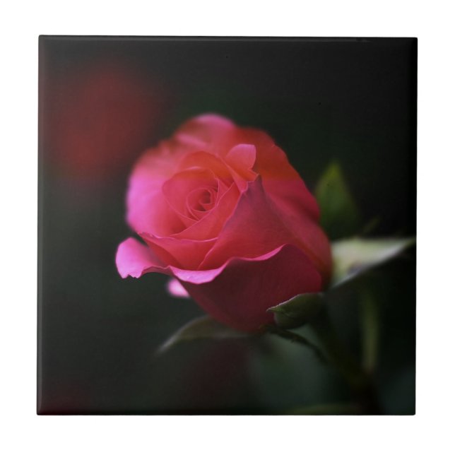 Schöne Rote Rose Fliese (Vorderseite)