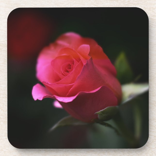 Schöne Rote Rose Getränkeuntersetzer (Vorderseite)