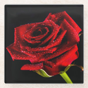Schöne rote Rose Glasuntersetzer