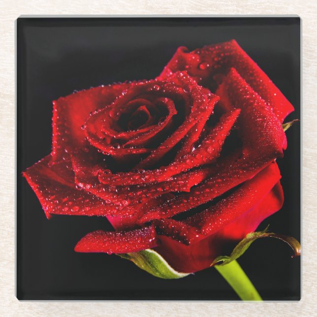 Schöne rote Rose Glasuntersetzer (Vorderseite)