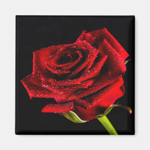Schöne rote Rose Magnet