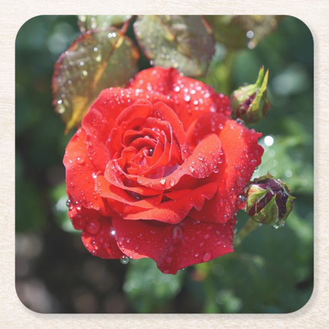 Schöne rote Rose mit Wassertropfen Rechteckiger Pappuntersetzer (Vorderseite)