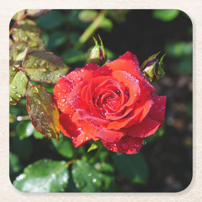 Schöne rote Rose mit Wassertropfen Rechteckiger Pappuntersetzer (Vorderseite)