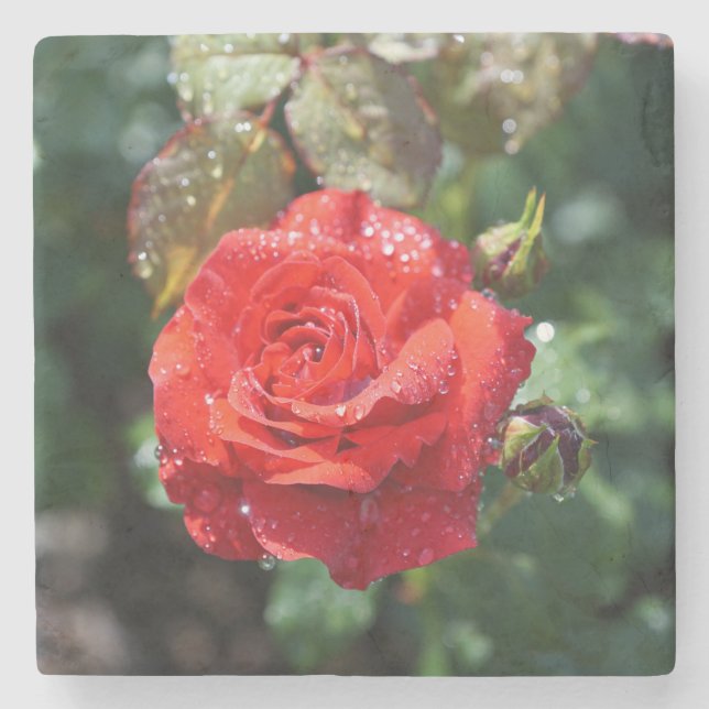 Schöne rote Rose mit Wassertropfen Steinuntersetzer (Vorderseite)