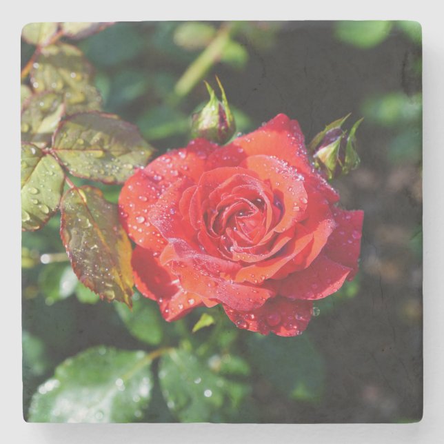 Schöne rote Rose mit Wassertropfen Steinuntersetzer (Vorderseite)