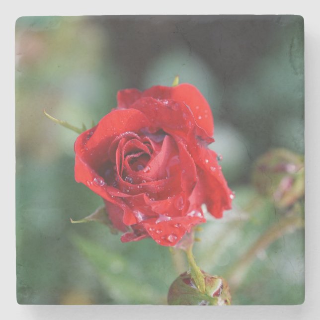 Schöne rote Rose mit Wassertropfen Steinuntersetzer (Vorderseite)