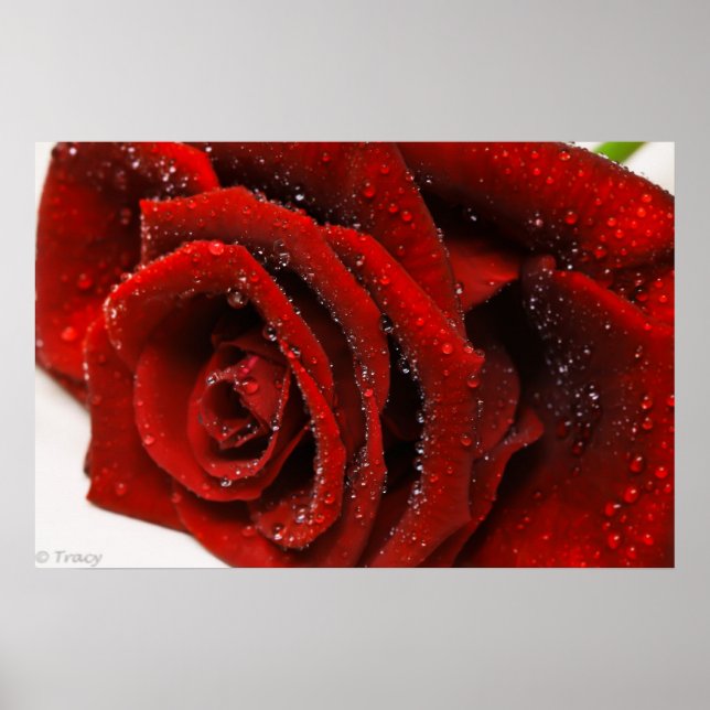 Schöne Rote Rose Poster (Vorne)