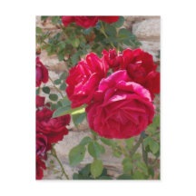 Schöne Rote Rose