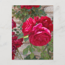 Schöne Rote Rose Postkarte