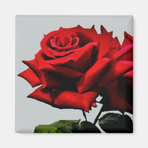 Schöne rote Rosen-Natur-Blume Magnet