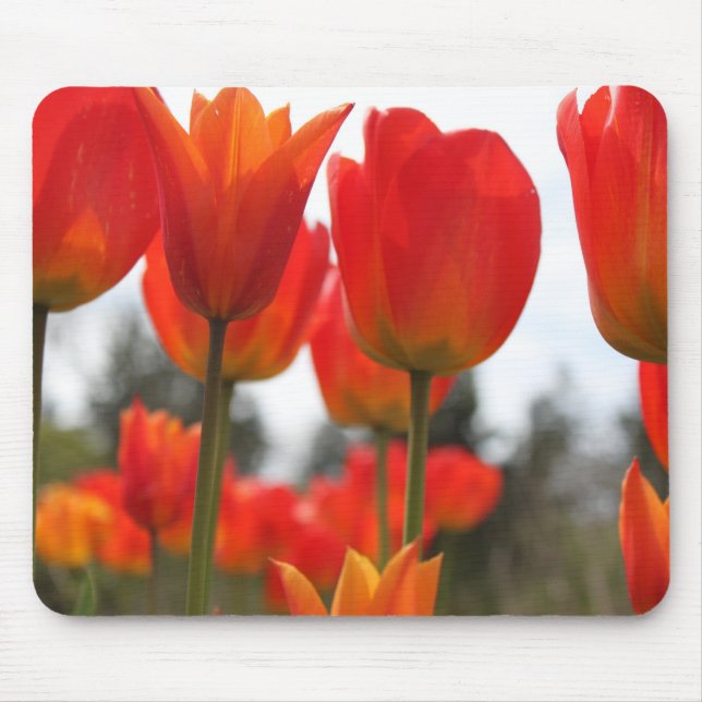 Schöne Rote Tulip-Blume. Mousepad (Vorne)