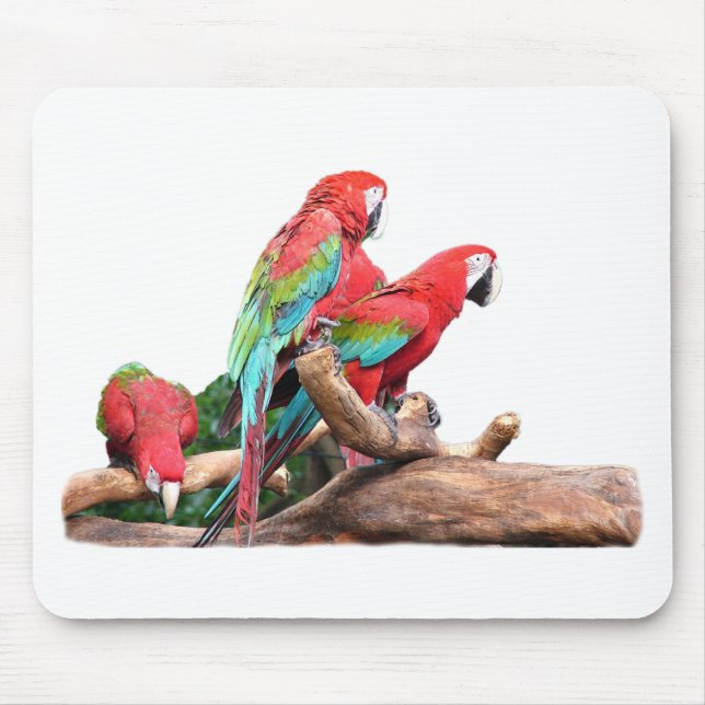 schöne rote und blaue Papageien Mousepad (Vorne)