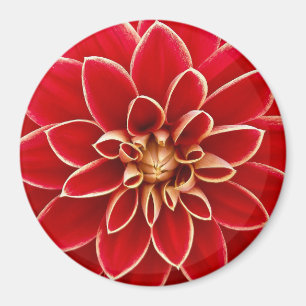Schöne rote und gelbe Dahlia Magnet
