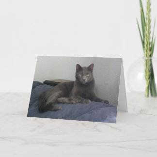 Schöne russische blaue Katzen-Gruß-Karte Karte