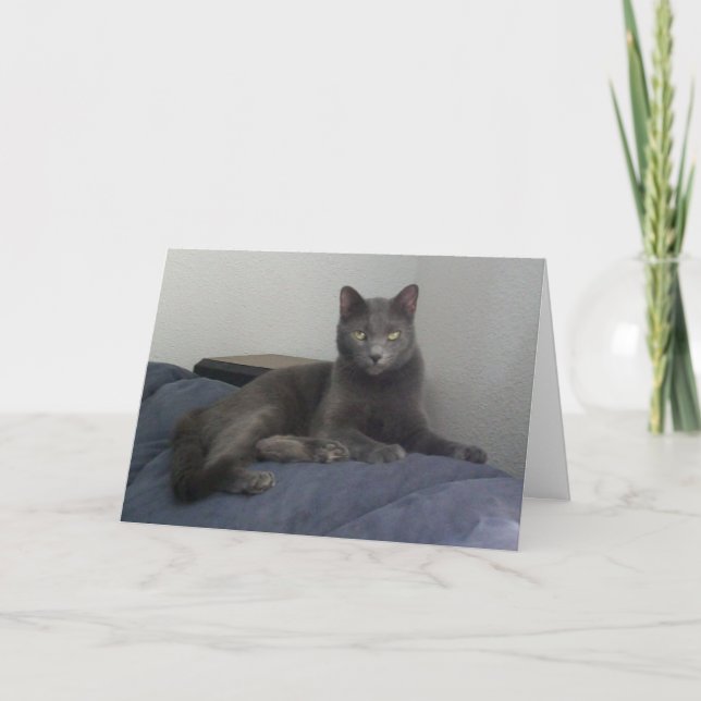 Schöne russische blaue Katzen-Gruß-Karte Karte (Vorderseite)