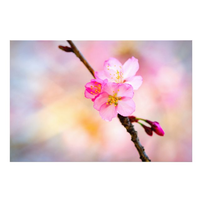 Schöne Sakura Kirschblüten Fotodruck (Vorne)