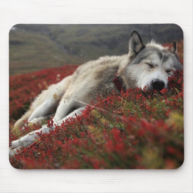 Schöne schlafende Wolf Mouse Mat Mousepad (Vorne)