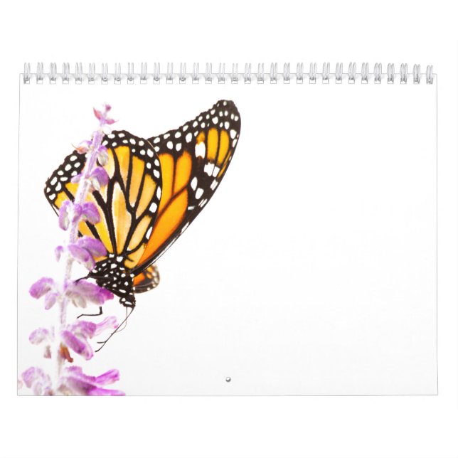Schöne Schmetterlinge Kalender (Titelbild)