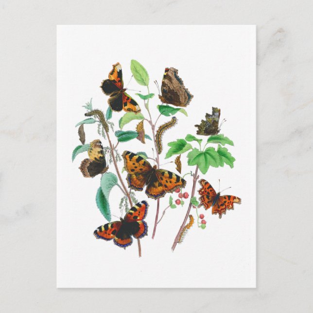Schöne Schmetterlinge Postkarte (Vorderseite)