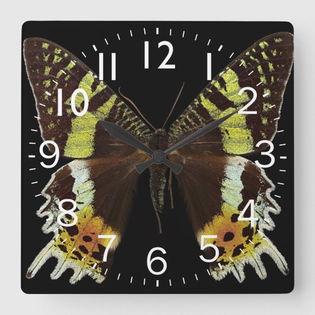 Schöne Schmetterlingsnähe Quadratische Wanduhr (Vorderseite)