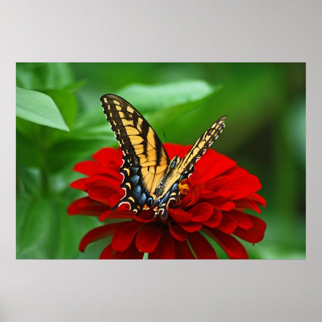 Schöne Schmetterlingsrote Blume Poster (Vorne)