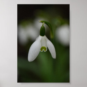 Schöne Schneedecke Nah Poster