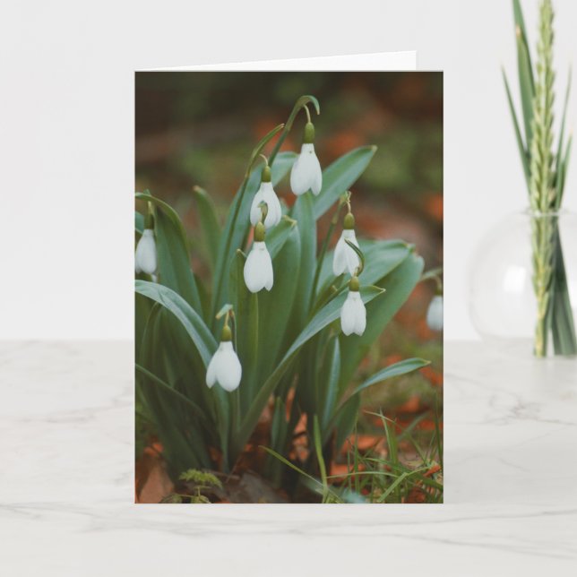 Schöne Schneeflockenblumenfotografie leere Karte (Vorderseite)