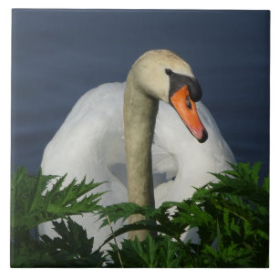 Schöne Schwan-Keramikfliese Fliese