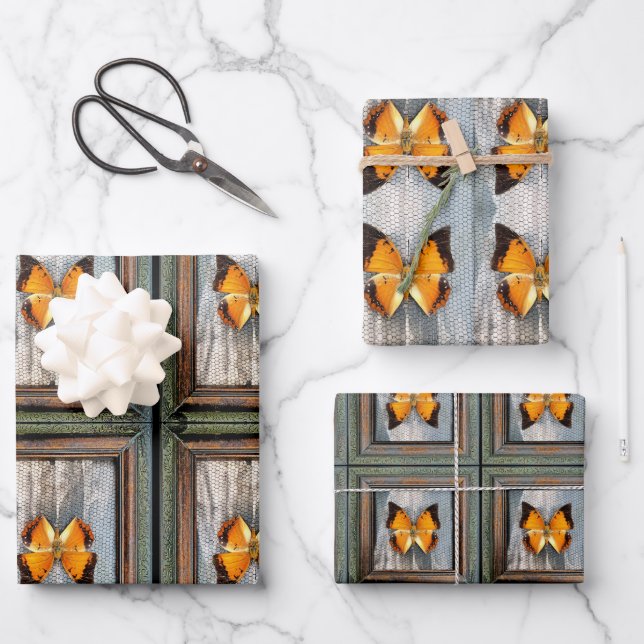 Schöne schwarz-Borded Charaxes Butterfly V2 Geschenkpapier Set (Vorderseite)
