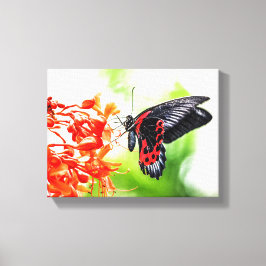 Schöne Schwarz-Rot-Schmetterling-Insekten Natur Leinwanddruck