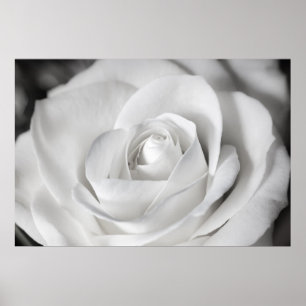 Schöne Schwarz-Weiß-Rose Poster