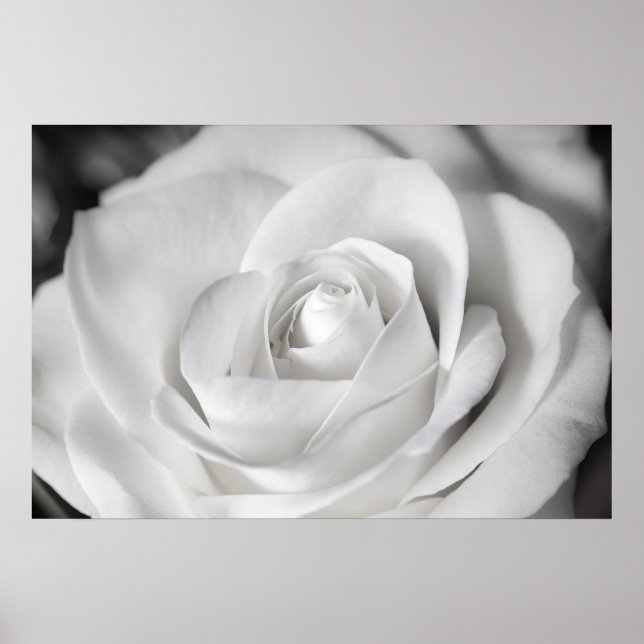 Schöne Schwarz-Weiß-Rose Poster (Vorne)