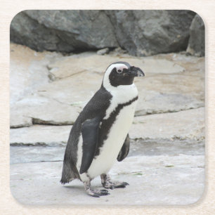 Schöne schwarz-weiße Pinguine auf den Felsen Rechteckiger Pappuntersetzer