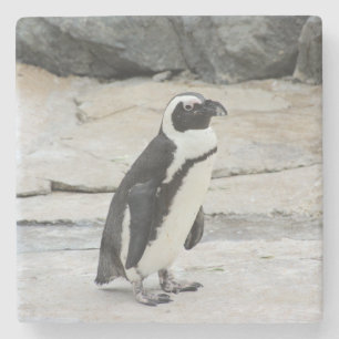 Schöne schwarz-weiße Pinguine auf den Felsen Steinuntersetzer