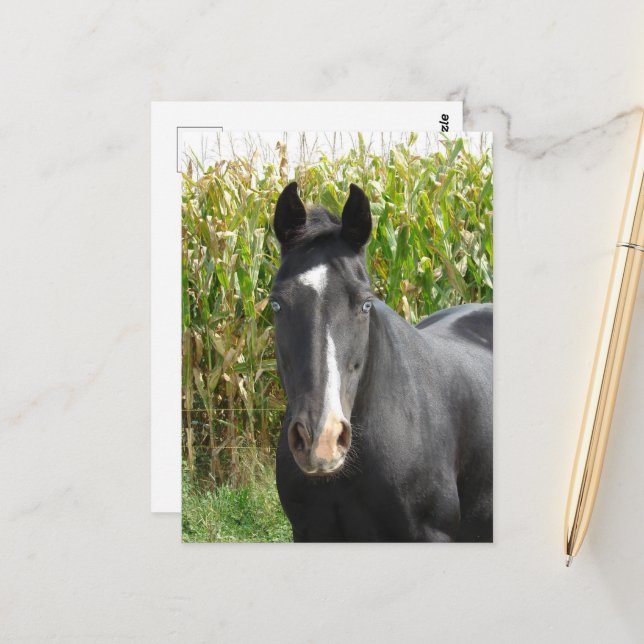 Schöne schwarze Mare vor dem Maisfeld Postkarte (Vorderseite/Rückseite Beispiel)